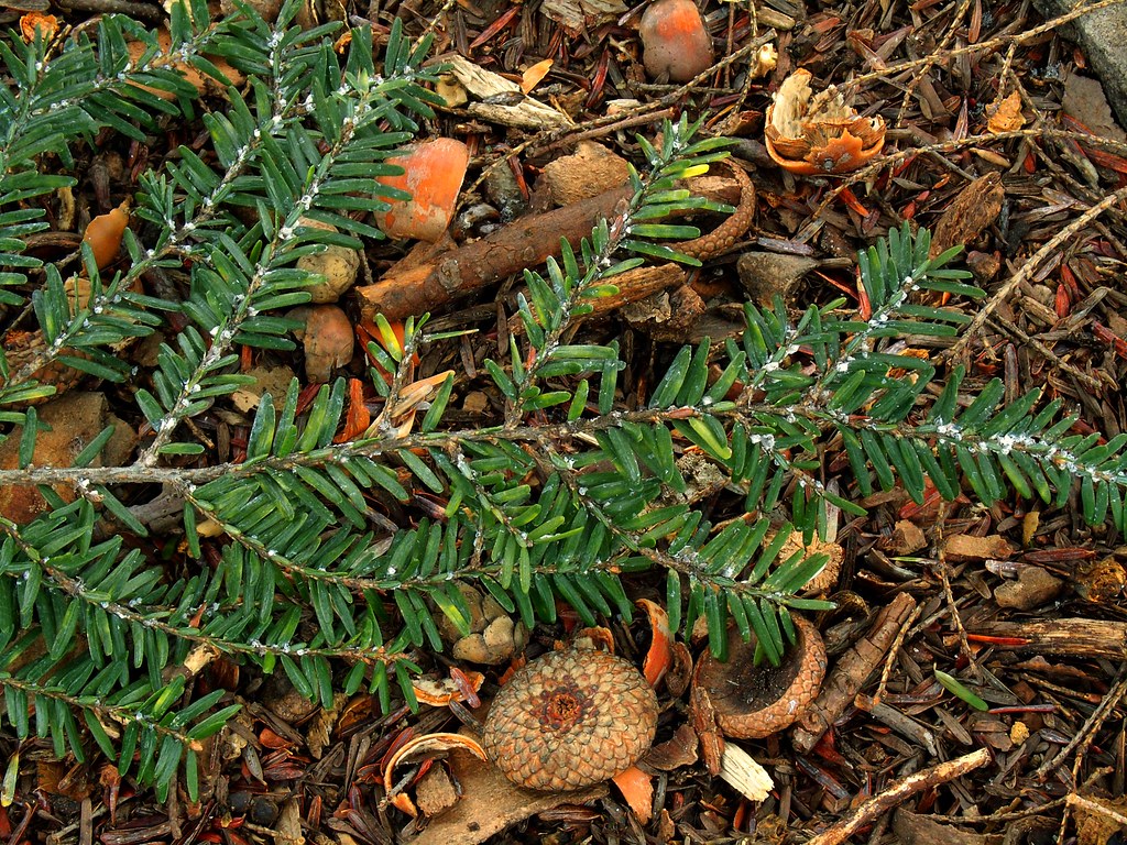 Hamlok Insect Infested | Hemlock woolly adelgid (Adelges tsugae), Ricketts… | Flickr