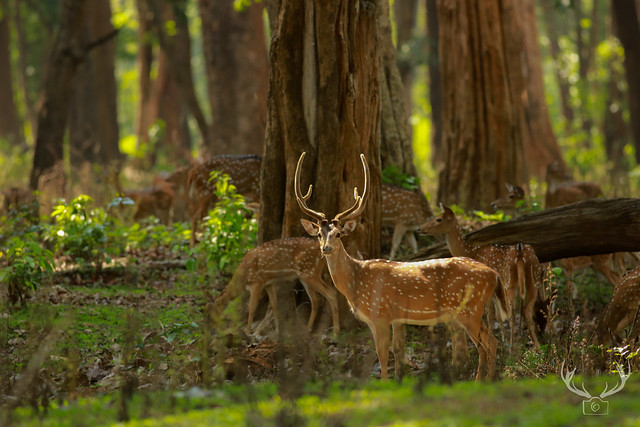 Chital or the Spotted deer at Nagarhole