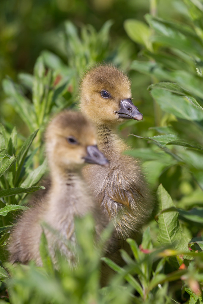 A couple more baby geese shots