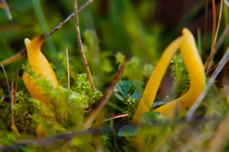 Spindle fungus