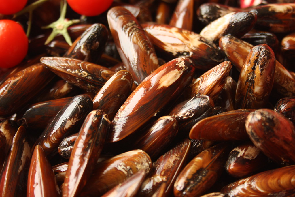Albanian dattel mussel
