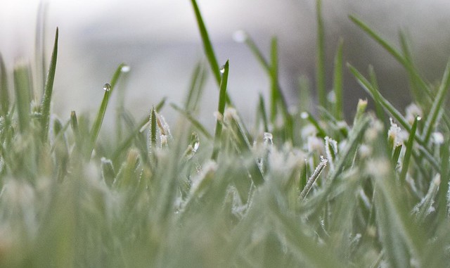 Frost on Lawn_Closeup