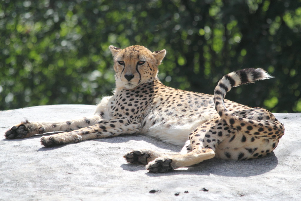 Unsheath cheetah 4 | CHEETAH DESCRIPTION Dog-like feet,blunt unsheath… | Flickr