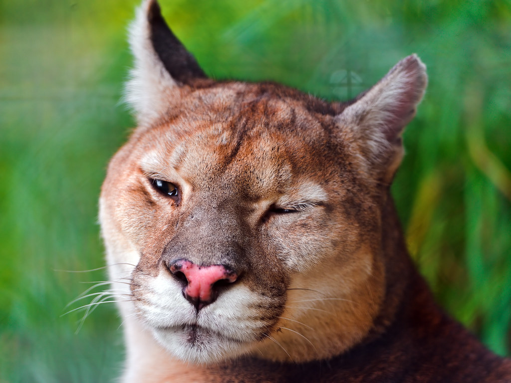 Winking puma | Portrait of one of the pumas of the Raubtierp… | Flickr