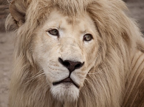 leo albino | lion albino | Loran Zutic | Flickr