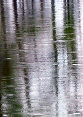 Reflection closeup Lake view Parkers Creek Jordan Lake NC 5126