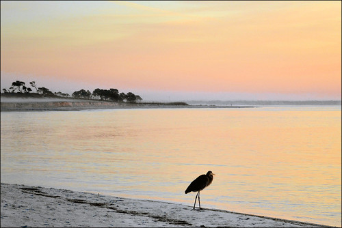 sunrise florida panamacitybeach standrewsstatepark standrewsbay greatheron floridastateparks nikond3100 nikkor70300afsvrlens