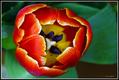 lighting light flower colour detail macro nature beauty tulip wonderfulworldofflowers