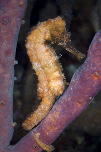 Malapascua