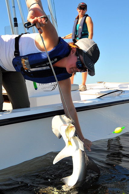 Bonnethead Shark, Kayla Michael uses a dehooking device to …
