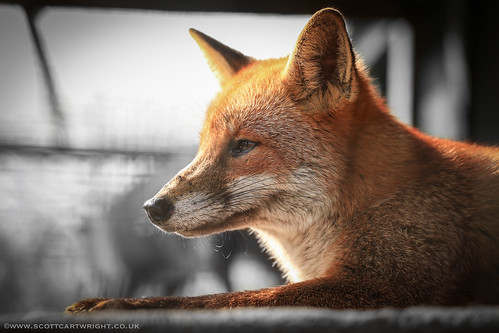 Red Fox Resting