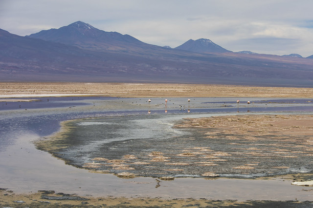 Salar de Atacama 2756