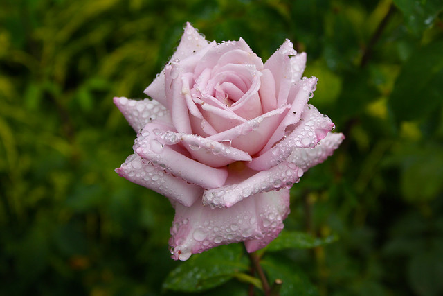 To My Friends ~ This Rose xoxoxo..