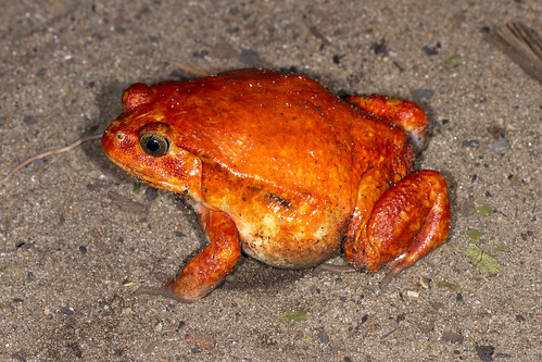 Tomato Frog, Maroansetra (Jonas Christiansen)
