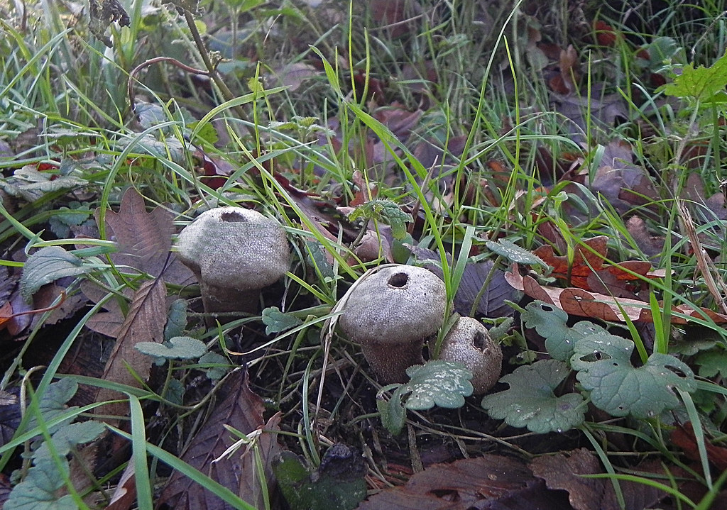 Lycoperdon perlactum or Common Puff Balls, This very common…