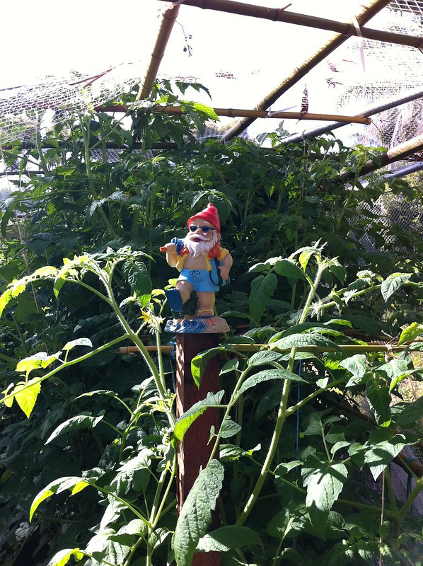 Waxhead Standing Sentry in the tomatoes