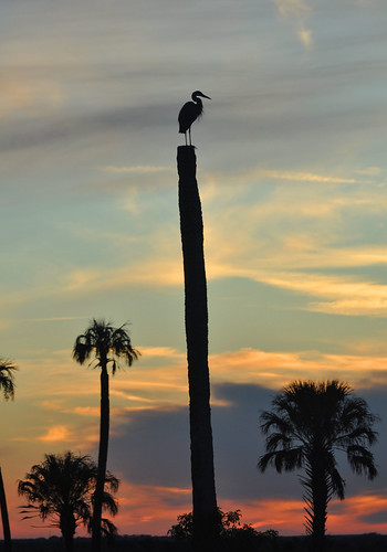 trees sunset heron nature palm marsh