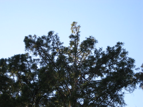 University of California Santa Cruz - 001 - Tree