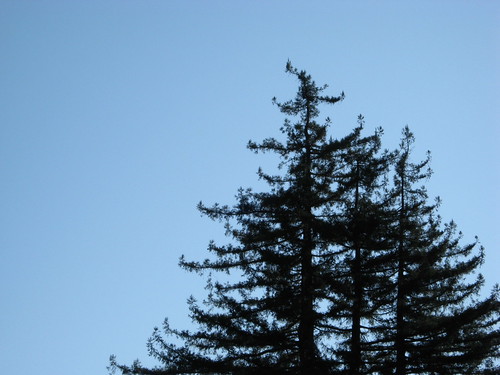 University of California Santa Cruz - 003 - Tree