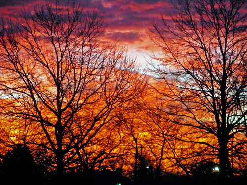 trees red sky orange sunrise