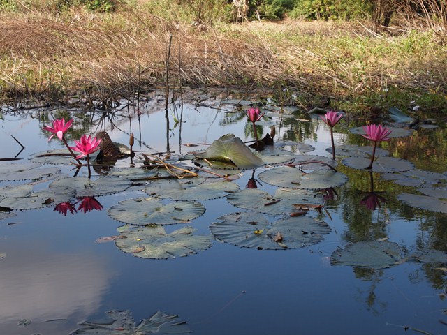 Pond of waterlillies (Kampot, Cambodia 2012)