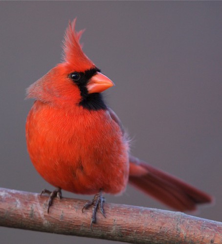 Windy Day Cardinal