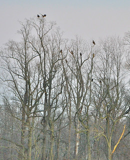 10 of the estimated 22-30 Bald Eagles observed at Mannington Marsh, Salem County, NJ