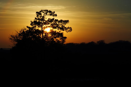 sunset sky sun tree clouds golden evening shemcreek mdggraphix lowcountrysunsets