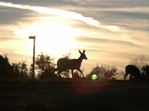 Sunrise behind a Deer