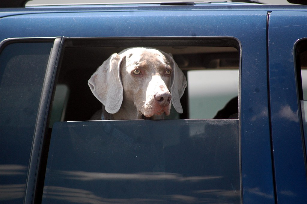 Why do dogs look for their owners in their final moments?
