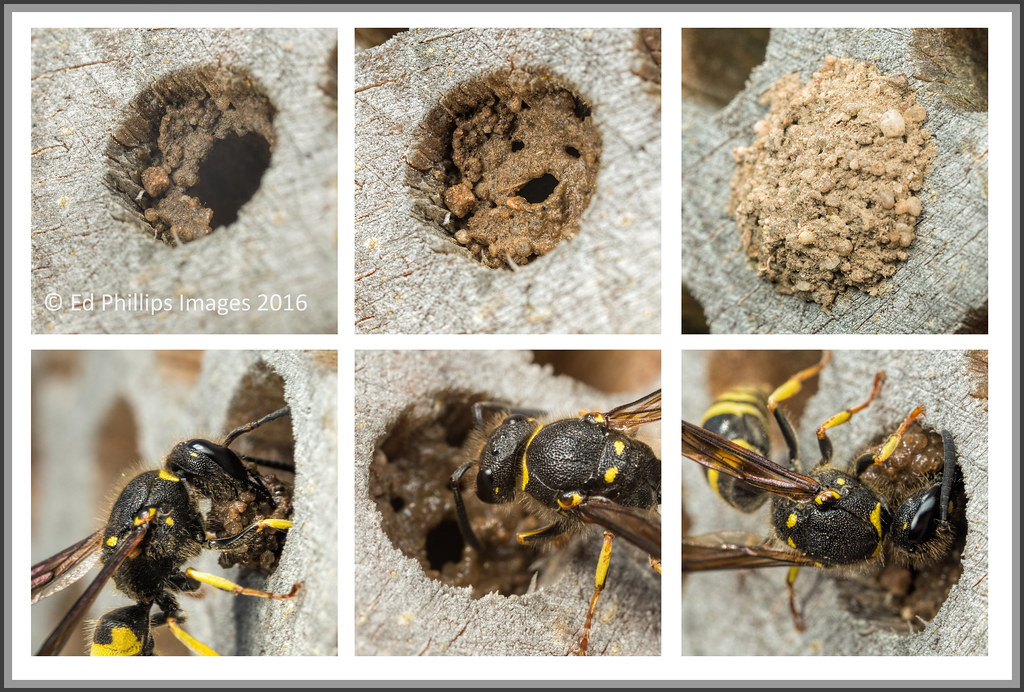 Ancistrocerus wasp nest building