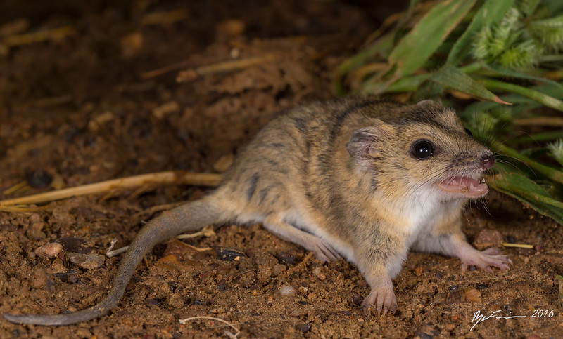 Julia Creek Dunnart