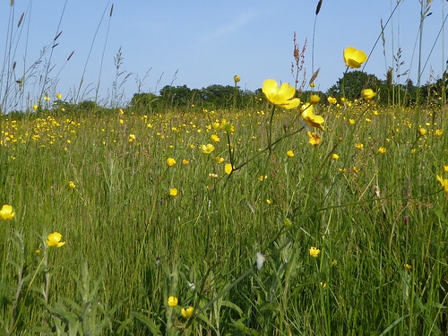 Buttercup meadow Totteridge Circular walk