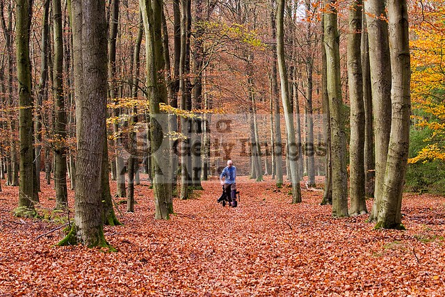 Autumn Forest II