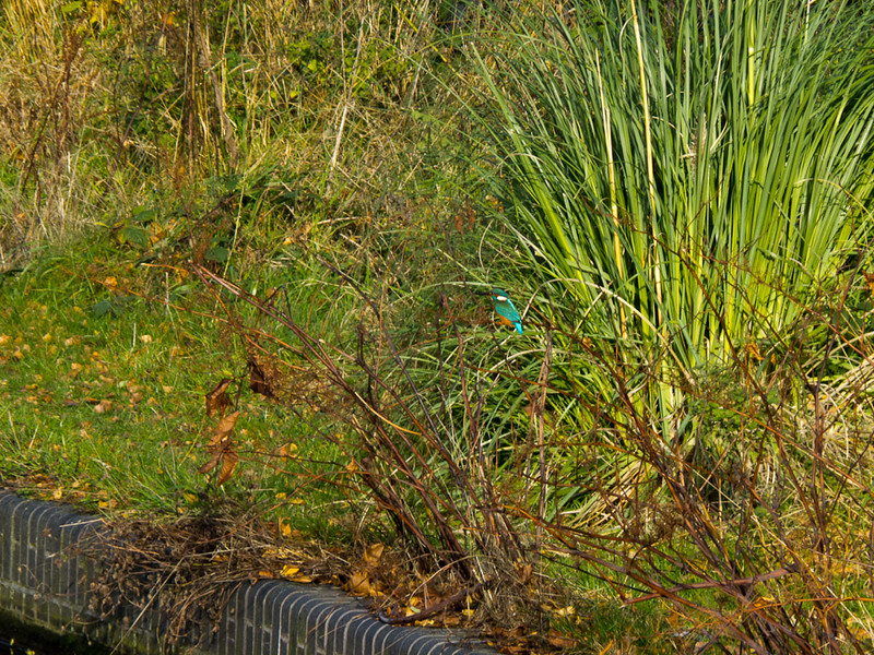 Kingfisher by a canal