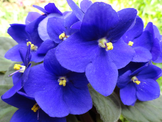 violeta azul