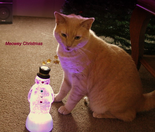Meowey Christmas! | by Fuzzy fotos Florida
