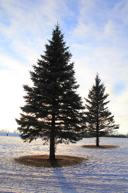 Duo of Pines