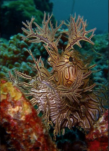 Indonesia