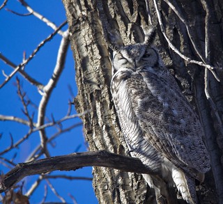 Great Horned Owl | by Dan Arndt