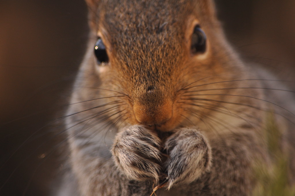 Squirrel Boo Boo | All my squirrel pics are taken through the window sinc… | Flickr