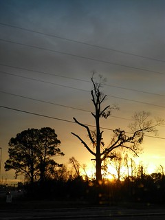 20/366:  Sunrise Through Trees
