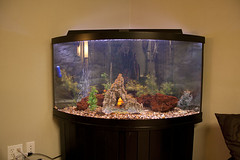 fish-tank-aquarium-custom-installed-bradenton-sarasota-florida-7