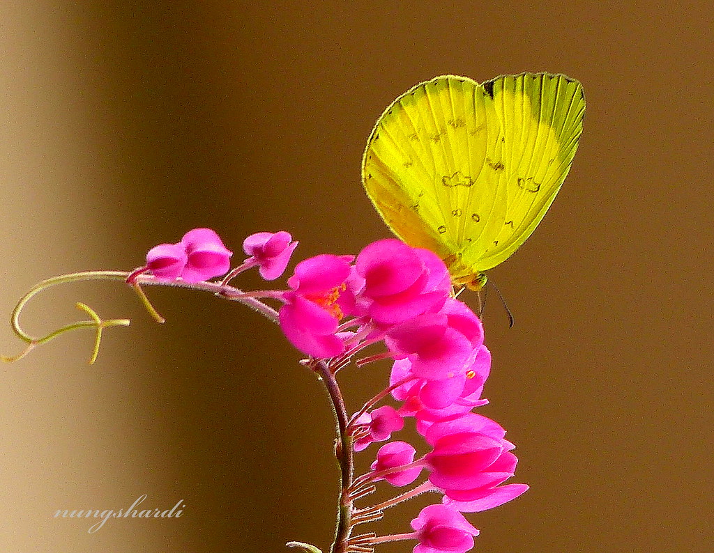 День изучения бабочки. Букет желтая бабочка. Орхидея Еллоу Баттерфляй. Букет из желтых бабочек. Орхидея желтая бабочка.