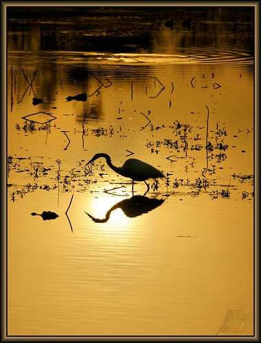 morning light nature sunrise golden texas reptile wildlife alligator egret brazosbendstatepark needville 40acrelake wanam3