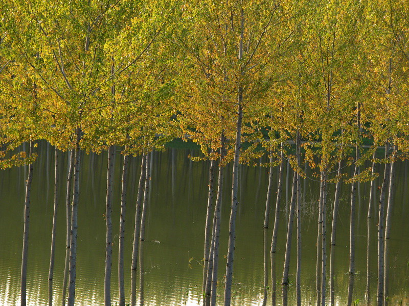 Fall Trees | Flickr