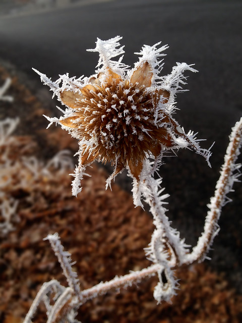 Hoar Frost - Nature's Winter Artist