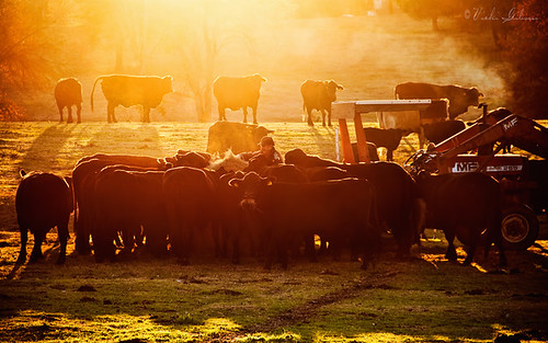 ranch sunset cow texas cattle farm backlit quitman hillcountrycameraclub