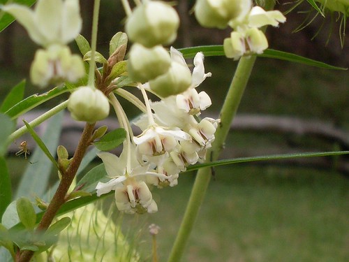 Swan Plant flower | Flower of a Swan Plant, Gomphocarpus phy… | Flickr