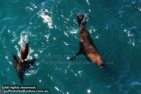 Australian Fur Seal - Arctocephalus pusillus doriferus